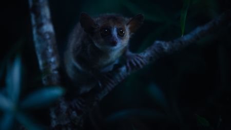 A gray mouse lemur climbing the branches of a tree at night. (National Geographic)