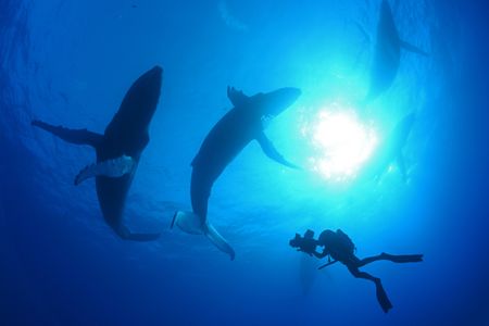 Humpback whales swim underwater next to a crew diver with camera. (National Geographic/James Loudon)