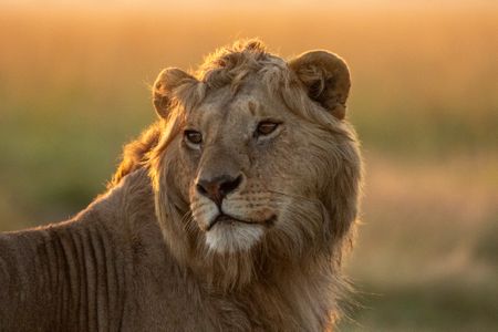 Nzuri, one of Kio's brothers, tilts his head to one side as he stands in the long grass. (National Geographic/Claire Arthur)