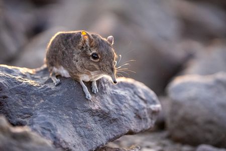 A Somali sengi in the lava fields of Djibouti. (National Geographic/Robin Cox)