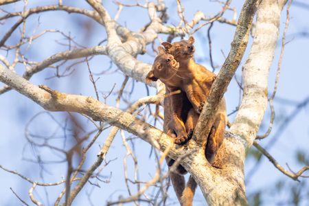 Fossas mating on a tree branch in Madagascar. (National Geographic/Alice Marlow)