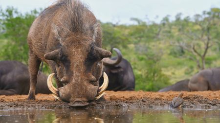 A common warthog drinks from a watering hole in South Africa. (Getty Images)