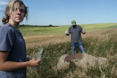 Intern Mallorie Van Tassel prepares to help treat Remy, a pregnant cow with a dangerous internal gas buildup. Dr. Ben Schroeder holds his hands in the air, ready for the emergency C-section. (National Geographic)