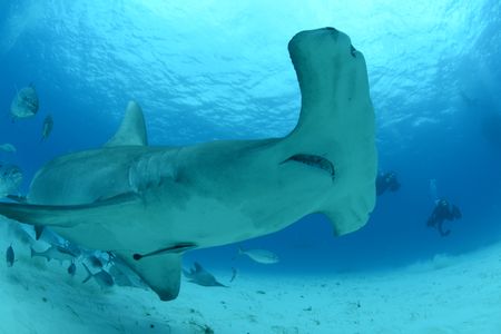 A great hammerhead shark swims off the coast of Bimini, Bahamas. (National Geographic/James Loudon)
