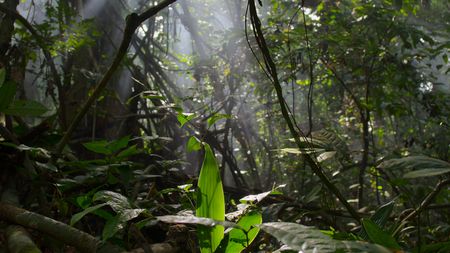Inside the Congo rainforest, sunlight shines down onto the forest floor. (National Geographic)