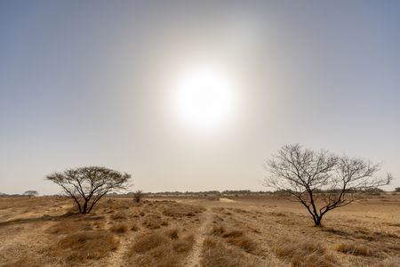 Dry trees and a blistering sun in the parched plains of Djoudj National Bird Sanctuary. (National Geographic/Alice Kirk)