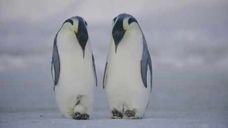 Male and female Emperor penguin with their egg. (credit: National Geographic)