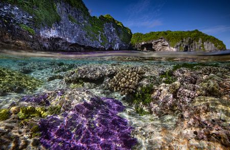 The rugged landscape of Niue above and below water is observed during the National Geographic Pristine Seas expedition. National Geographic Pristine Seas, in collaboration with the Governments of Niue (GON) and Tofia Niue, embarked on a scientific survey to document marine biodiversity in the small island nation known for its crystal-clear waters teeming with sea life—from humpback whales, gray reef sharks, 80-pound groupers, and other marine life. Located in the South Pacific, 1,300 miles northeast of New Zealand between Fiji, Samoa and Tonga, Niue is one of the largest elevated coral atolls in the world. The Pristine Seas Niue expedition is the third stop on The Global Expedition, an ambitious five-year collaboration with central and western Pacific Island nations. (National Geographic/Manu San Félix)