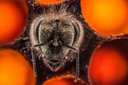 A new honeybee emerges from a brood cell. In her six-week life span, this worker bee will forage for food, make honey—and raise the next generation. (credit: Anand Varma)