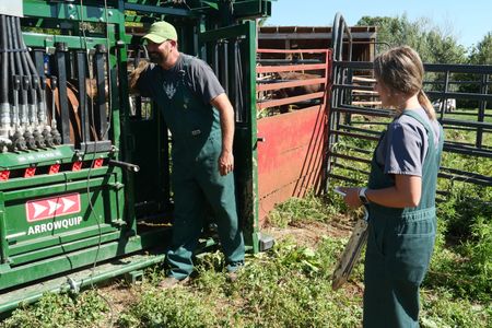 Dr. Ben Schroeder shows intern Mallorie Van Tassel how he begins testing a bull's fertility. (National Geographic)