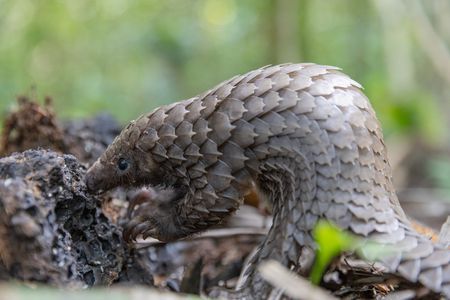 A white-bellied pangolin hunts for insects at a wildlife sanctuary in Liberia. (National Geographic/George Woodcock)