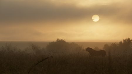 A young male lion stands alert in the morning mist. (National Geographic/Sophie Darlington)