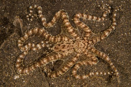 A Mimic octopus (Thaumoctopus mimicus), with striped skin patterning, stretches out all eight arms across black volcanic sand.  (National Geographic for Disney/Craig Parry)