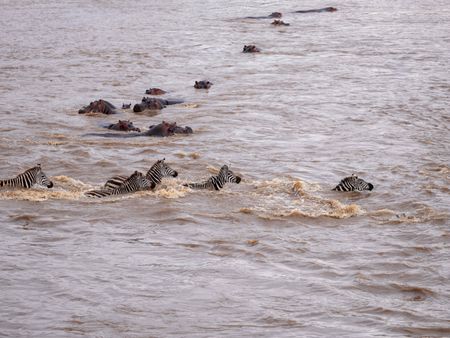 A herd of zebra crosses the infamous Mara River in Maasai Mara, Kenya. (National Geographic for Disney/David Chancellor)