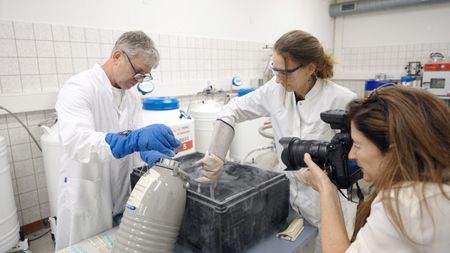 Thomas Hildebrant and Susanne Holtze from BioRescue prepping embryos in their lab in Germany  for transport to Ol Pejeta. Ami Vitale photographs them.  (credit: National Geographic)