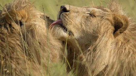 Grooming each other helps restore and strengthen Kio's brother’s bonds. (National Geographic/Sophie Darlington)