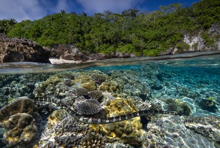 Katuali, a sea krait endemic to Niue, hunts along the coral reef. National Geographic Pristine Seas, in collaboration with the Governments of Niue (GON) and Tofia Niue, embarked on a scientific survey to document marine biodiversity in the small island nation known for its crystal-clear waters teeming with sea life—from humpback whales, gray reef sharks, 80-pound groupers, and other marine life. Located in the South Pacific, 1,300 miles northeast of New Zealand between Fiji, Samoa and Tonga, Niue is one of the largest elevated coral atolls in the world. The Pristine Seas Niue expedition is the third stop on The Global Expedition, an ambitious five-year collaboration with central and western Pacific Island nations. (National Geographic/Manu San Félix)