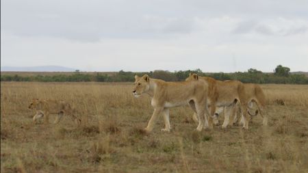 Kio walks in front of three lionesses, growing more confident as he keeps pace with them. (National Geographic/Ted Giffords)