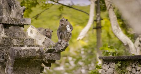 An adult macaque holds the phone he just stole from an unsuspecting tourist. (National Geographic)