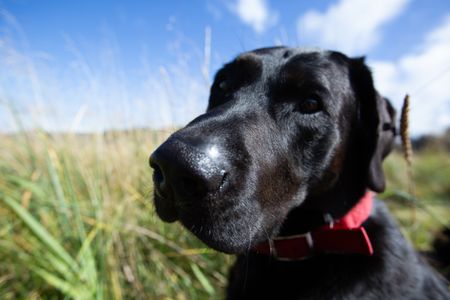 Curly's dog Junior eagerly waits for ducks. (National Geographic/Robert Jolley)