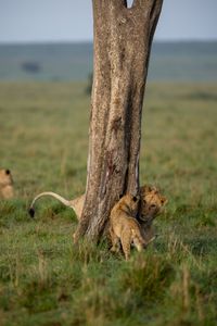 Kio and one of his young cousins play around the base of a tree, strengthening their bond through rough-and-tumble play. (National Geographic/Simon Blakeney)