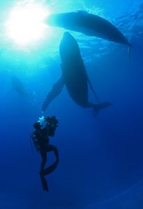 Humpback whales swim underwater next to a crew diver with camera. (National Geographic/James Loudon)