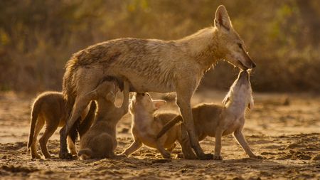 An African golden wolf mother nurses her pups. (National Geographic)