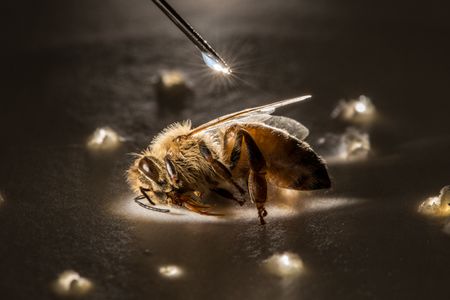 A syringe places a minute droplet of phenothrin on a honeybee—sedated in a paper cup—to test the effects of the potent insecticide in this experiment by Louisiana State University and the U.S. Department of Agriculture. (credit: Anand Varma)