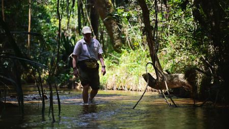 National Geographic Explorer Ingi Agnarsson walks through a river searching for Darwin's bark spiders. (Credit: Joshua Brown)