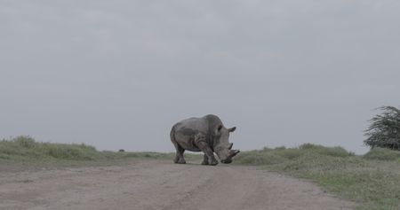 Fatu, one of the last two Northern White Rhinos.  (credit: National Geographic)