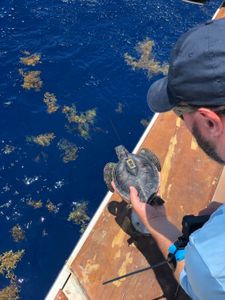 A turtle with satellite tag glued to its back. (National Geographic for Disney/Ruth Davies)