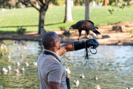 Christian Cooper holds out his arm for Bond, a trained Harris’ Hawk, to land on the gauntlet after successfully dispersing the troublesome black-crowned night heron population at a park in Palm Desert, CA. (National Geographic/Jon Kroll)