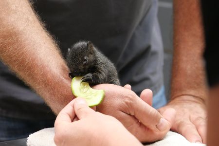 A wild baby squirrel enjoys a slice of cucumber. (National Geographic)