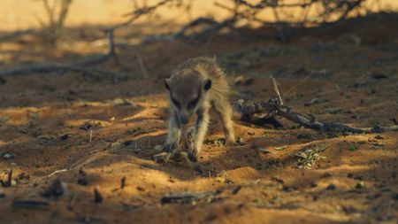 A meerkat pup fights to disarm a scorpion in the desert in South Africa. (Getty Images)