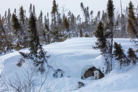 A young polar bear cub peeks out of their den as its mom and sibling rest. (National Geographic for Disney/Henry Anderson-Elliott)