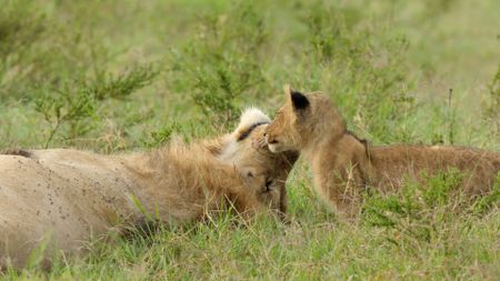 A young cub stands beside a male lion lying down. (National Geographic/Sophie Darlington)
