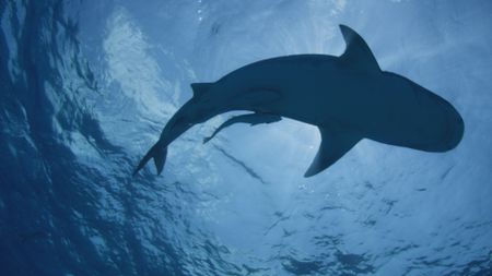 The shot of the underside of a tiger shark with remoras attached in Hawaii. (BBC Motion Gallery - BBC Natural History/Getty Images)