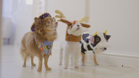 [Left to right] - Lucky, Freya, Nikita (Isa Randle's dogs) at home