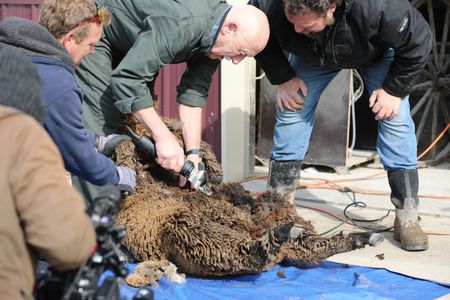 A crew member films Ben Reinhold, Dr. Pol, and Charles Pol as they shear the pregnant Merino sheep to gather their wool. (National Geographic)