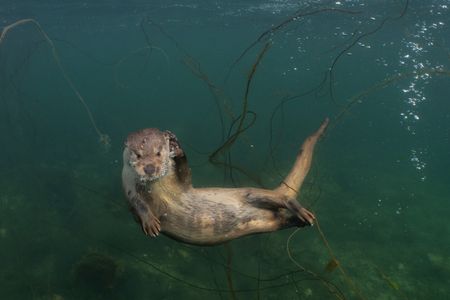 Molly swims underwater. (credit: Charlie Hamilton James)