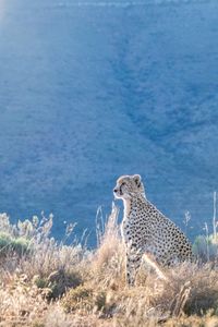 A cheetah sits in the grass and looks out across the Sneeuberg Mountains. (National Geographic/Virginia Quinn)