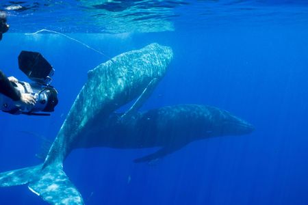 DOP Didier Noirot dives with an entangled whale and its companion. (National Geographic for Disney/Kim Jeffries)