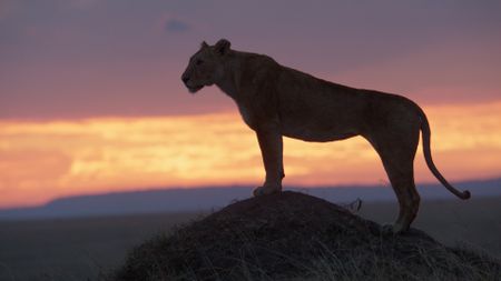 Summer appears solemn as she stands atop a mound at sunset, surveying the prideìs territory as the light fades across the landscape. (National Geographic)