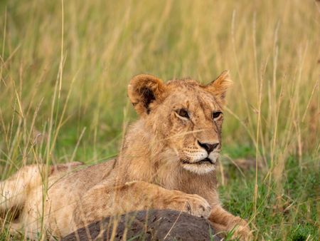 Kio sits in the long grass with one paw resting on the edge of a small mound, looking relaxed and content in his surroundings. (National Geographic/Faith Musembi)