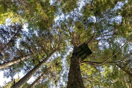 A view of the canopy filming platform from below. (National Geographic for Disney/Brendan Cornelissen)
