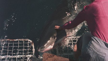 Valerie Taylor on boat reaching to great white shark in water in the 1970s. (photo credit: Ron & Valerie Taylor)