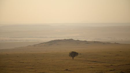 A view of Rhino Ridge, the central territory of the pride, with a lone Euphorbia tree standing prominently in the middle of the landscape. (National Geographic/Mark MacEwan)