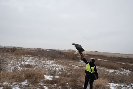 Sully Momla, Wildlife Control Officer with Ivan the Eagle at Toronto Pearson International Airport. (Arrow International Media Ltd & Cantina Media)