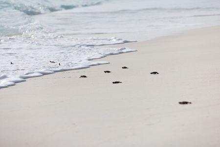 Green turtle hatchlings walking towards the sea. (National Geographic/Lydia Baines)