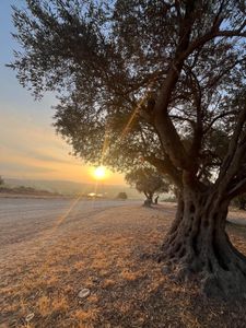 Sunrise scene in Megiddo, Israel. (Windfall Films/Nava Mizrahi)
